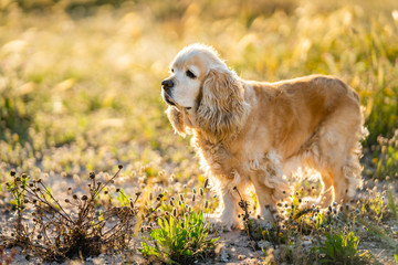 Adorable golden Cocker Spaniel puppy looking away and waiting for owner while sitting on meadow in sunny summer day in countryside