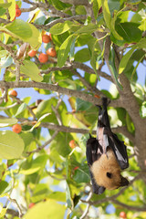 All inclusive, Animal, Atoll, Bat funny, Bat hanging, Bat man, Bats, Beach, COVID-19, Covid, Honeymoon, Iru Fushi, Maldives, Pandemic, Paradise, Sea, Sun Siyam, White sand, upside down bat