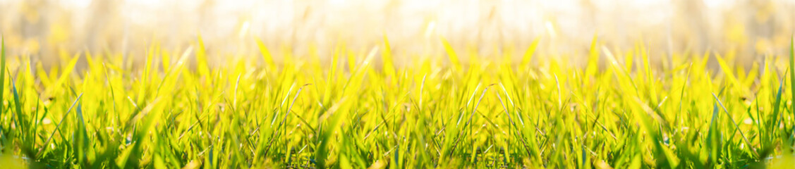 Green grass seamless pattern. Young green grass in the evening light.