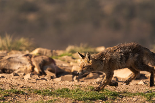 Lovely fox in the field