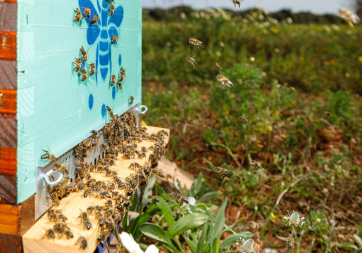 Closeup of new wooden honeycomb beehive box with bees placed in apiary in sunny summer day