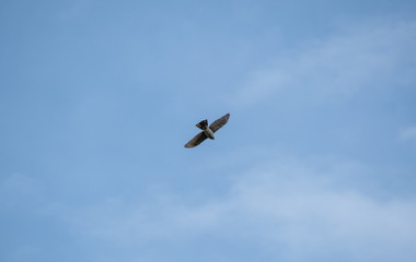 A picture of a sharp-shinned hawk flying in the sky.   Vancouver  BC  Canada　
