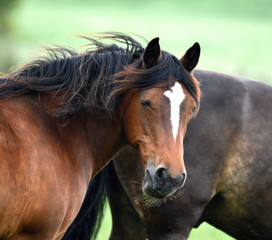 Fototapeta na wymiar Portrait of beautiful horse with long mane. Domestic animal in farm. Farm concept