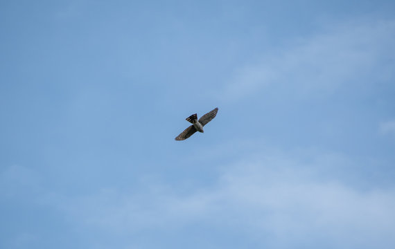 A picture of a sharp-shinned hawk flying in the sky.   Vancouver  BC  Canada　
