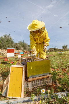 Female beekeeper in yellow protective costume taking honeycomb frame from hive while working in apiary in sunny summer day
