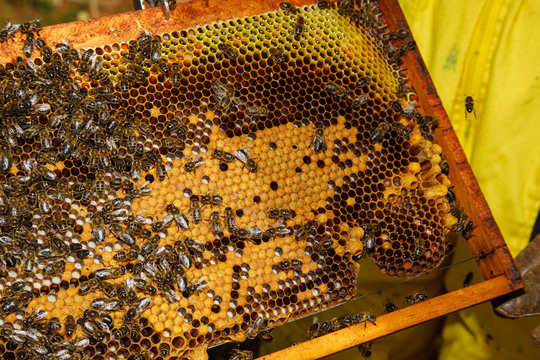 Closeup of honeycomb frame with bees during honey harvesting in apiary