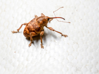 weevil beetle on a white background. Ukraine. Poltava