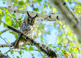 a barn owl sits on a birch branch, among the leaves. Concept - protection of rare animals