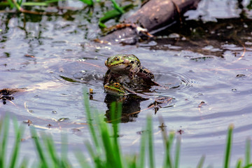 Frog during mating on the lake jumping