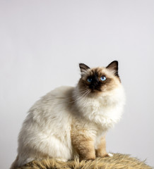 Sacred Cat of Burma isolated on white background