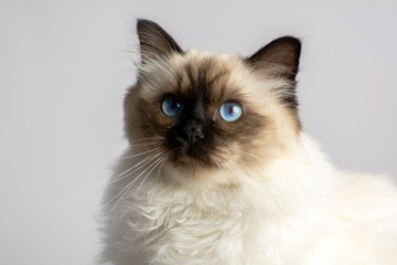 portrait of a white birman cat