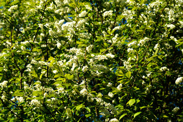 Bird Cherry Tree in Blossom. View of blooming Sweet Bird-Cherry Tree in Spring