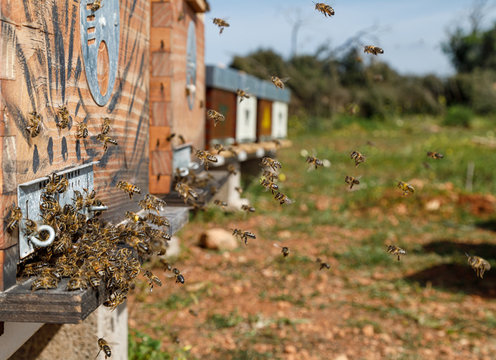 Closeup of honeybees flying and entering wooden hive placed in apiary in sunny summer day