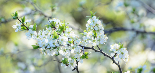 flowering cherry branches lit by the sun. Close-up. Concept - The revival of nature.