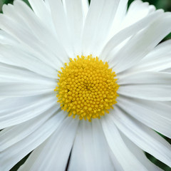 White macro flower chamomile on green background. Bright flower camomile top view. Summer flora. Plant concept
