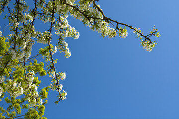 Bird Cherry Tree in Blossom. View of blooming Sweet Bird-Cherry Tree in Spring
