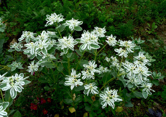 Euphorbia fringed (Euphorbia marginata) - a decorative annual flower