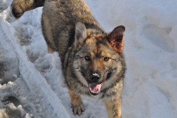 A dog in deep melting snow with a lump of snow on his nose carefully looks into the camera lens