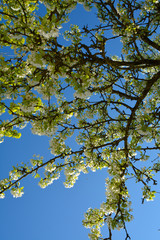 Bird Cherry Tree in Blossom. View of blooming Sweet Bird-Cherry Tree in Spring