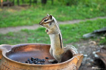 Wild chipmunk eats sunflower seeds