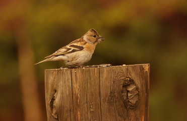 Oatmeal, common (Emberiza citrinella) on a log eats sunflower seeds