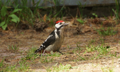 Great Spotted Woodpecker (Dendrocopos major)