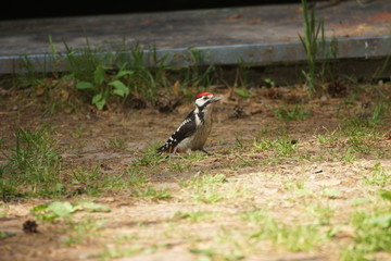 Great Spotted Woodpecker (Dendrocopos major)