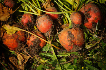 Freshly dug beets with tops on the ground