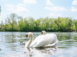 Swans family with their chicks walking on the lake. Fulfilled family.
