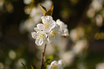 Blossoming apple tree with white flowers during spring sunny day on blurred background
