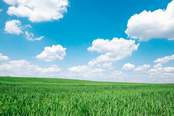Obraz premium Beautiful green meadow field hill with white clouds and blue sky