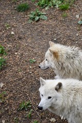 two beautiful wolves 