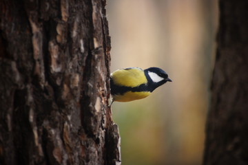 Tit (lat.Parus major)