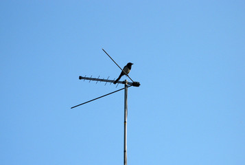 Crow sitting on a television antenna against a blue sky