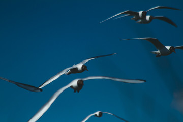 flock of river gulls soars over the lake