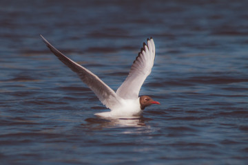 river gull swims on a warm summer day