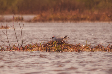 river gull hatches eggs in a nest in the middle of the lake