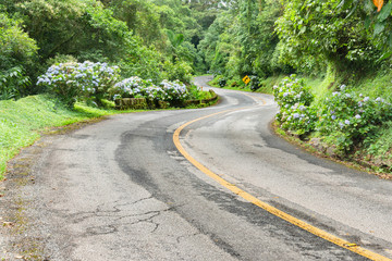 country road curves surrounded by flowers