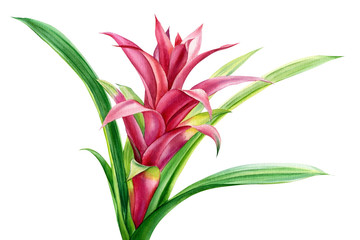 Jungle botanical watercolor illustrations. Greeting card, tropical plants, bromeliad flowers on white background