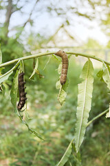 Two large caterpillars eat a plant