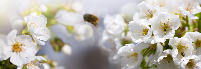 The bee sits on a flower of a bush blossoming tree