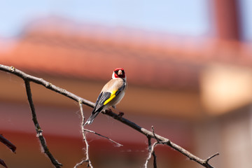 beautiful goldfinch resting on a tree branch in the garden of a country house. The beauty of nature. Free animals