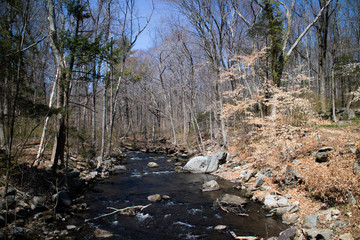 river in the forest