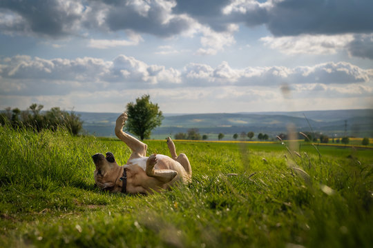Ein gl&uuml;cklicher Broholmer Hund w&auml;lzt sich voller Freude im Gras der Einbecker Landschaft