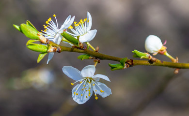 Flowers of the cherry blossoms on a spring day