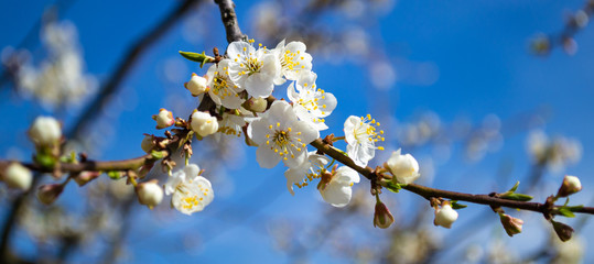 Flowers of the cherry blossoms on a spring day