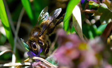 A bee sits on a small purple flower in a meadow. Close up photo