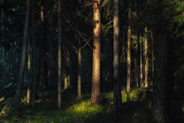 Atmospheric forest at sunset or dawn, with fog or with sun rays, after sunset