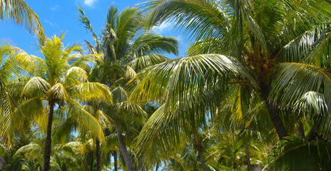 Palm trees under the blue sky on a tropical island