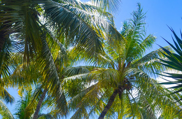 Palm trees under the blue sky on a tropical island